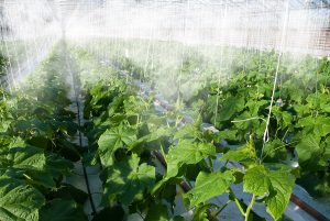 Fogging systems for greenhouse complexes