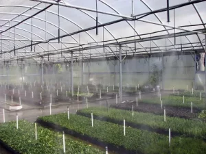Greenhouse fogging systems