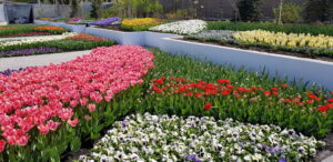 Fog Systems For Parks