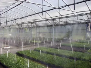 Mist Systems for Greenhouses